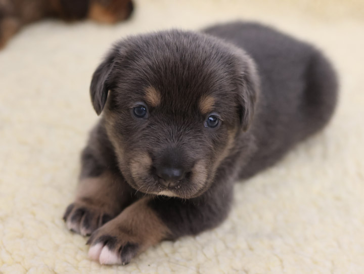 chinook dog